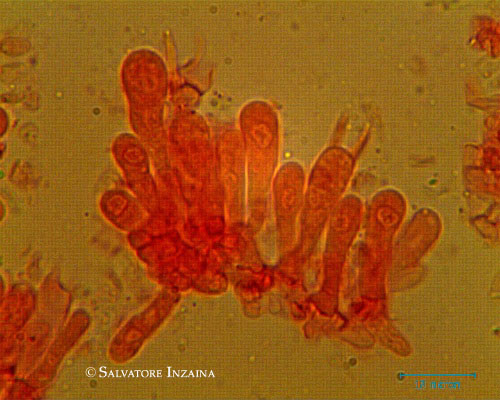 Clitocybe vermicularis